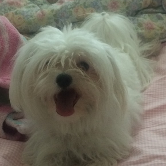 malteselover77